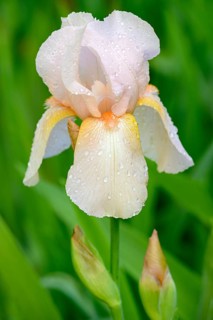 Tall Bearded Iris (Iris barbata-elatior) variety Champagne Elegance