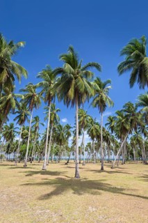 Palm trees at beach