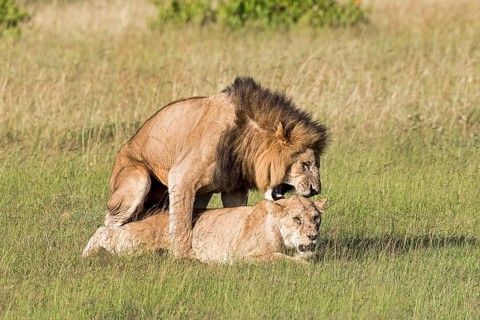 Lions (Panthera leo)