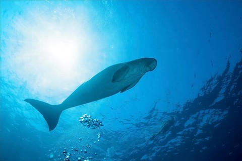 Sea Cow (Dugong dugon) swims under surface of the blue water