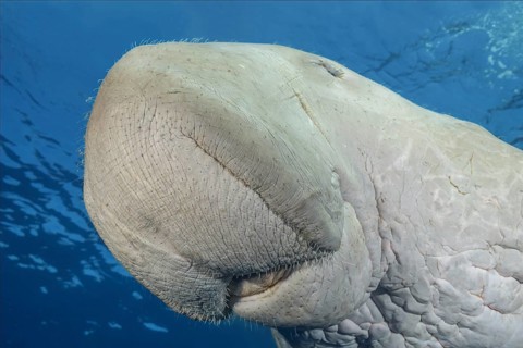 Dugong (Dugong dugon) swims under surface of the blue water