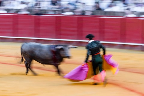 Racing bull with matador