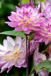 Decorative dahlia (Dahlia)
