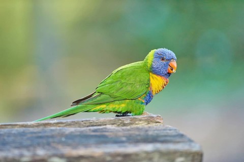 Rainbow lorikeet (Trichoglossus moluccanus)
