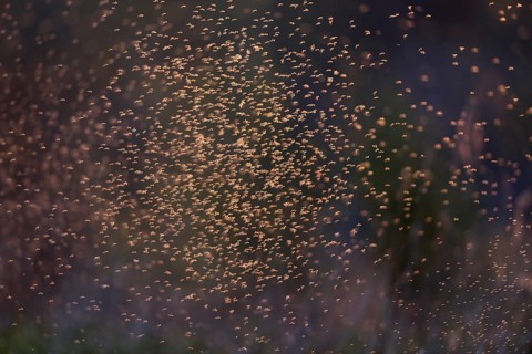 Dancing mosquitoes against the light at a river in Saxony-Anhalt