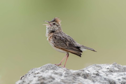 Rufous-naped lark (Mirafra africana) sits on a stone