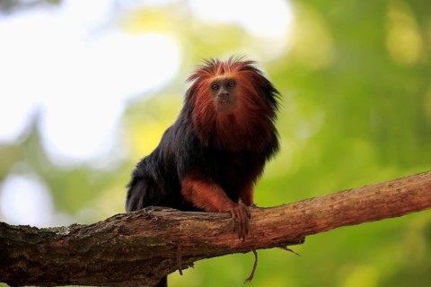 Golden-headed lion tamarin (Leontopithecus chrysomelas)