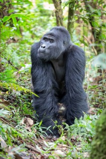Mountain gorilla (Gorilla beringei beringei)