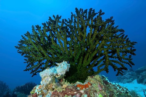 Black Sun Coral (Tubastraea micranthus)