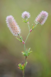 Haresfoot Clover (Trifolium arvense)