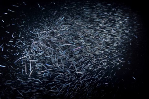 A large school of Whitebait