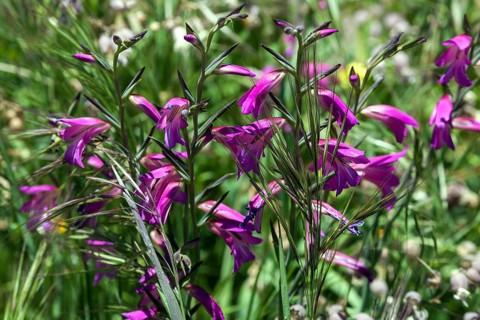 Flower Meadow