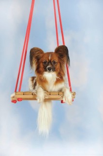 Papillon