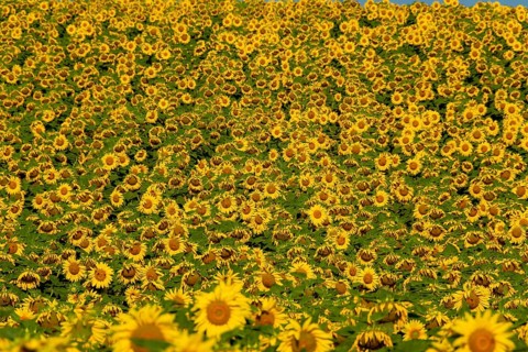 Field of sunflowers