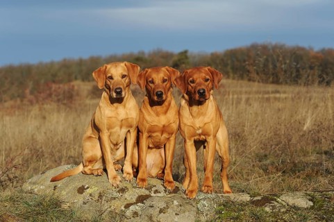 Labrador Retriever