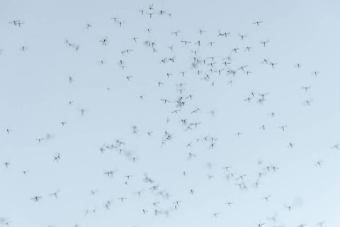 Mosquito swarm (Culicidae)