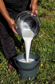 Kyrgyz woman pouring mare milk in a bucket