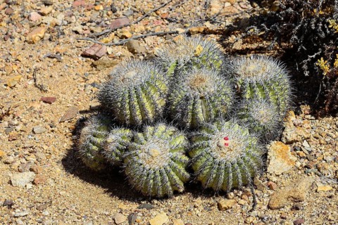 Cactus (Copiapoa cinerascens)