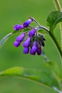 Common comfrey (Symphytum officinale)