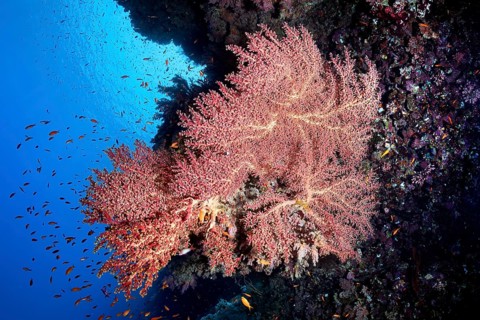Cherry Blossom Coral (Siphonogorgia godeffroyi)