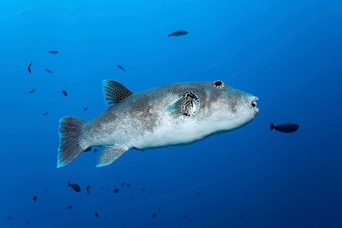 Star puffer (Arothron stellatus)