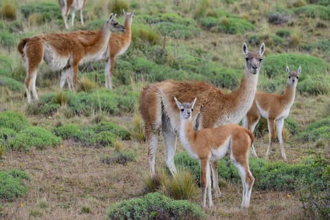 Flock of Guanacos (Lama guanicoe) with young animals
