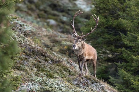 Red deer (Cervus elaphus)