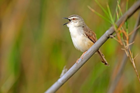 Tawny-flanked prinia (Prinia subflava)
