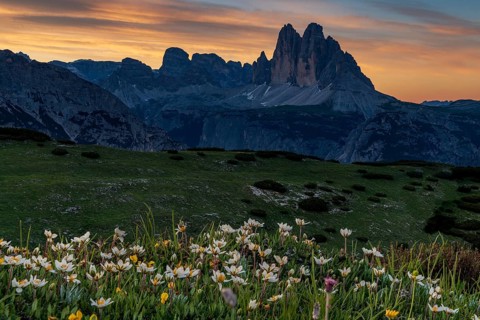 Three Peaks Massive at sunrise with White dryad (Dryas octopetala) flowers in the foreground
