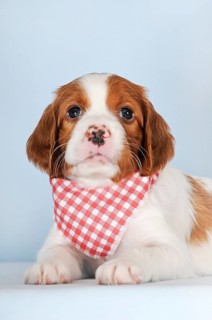 Irish Red and White Setter