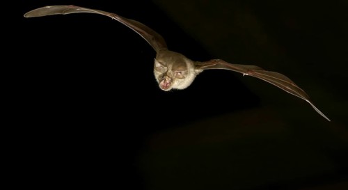 Greater horseshoe bat (Rhinolophus ferrumequinum) in flight at night