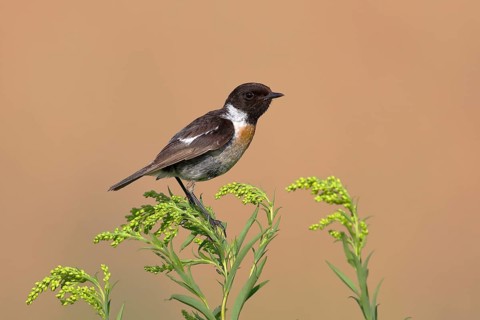 European stonechat (Saxicola rubicola)