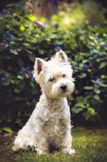 West Highland White Terrier (Canis lupus familiaris) sitting in front of bushes