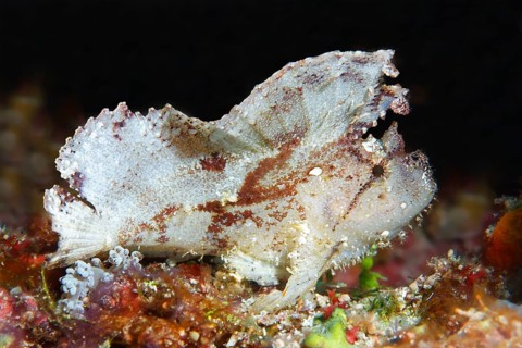 Leaf scorpionfish (Taenianotus triacanthus)