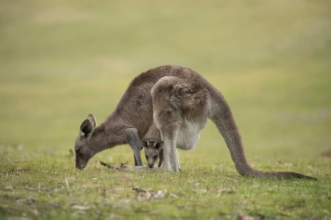 Eastern grey kangaroo (Macropus giganteus) adult and baby joey in it's mothers pouch