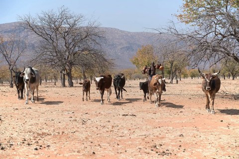 Himba man drives cattle through the dry tree savannah