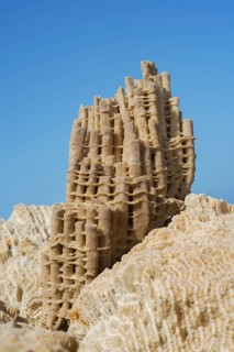 Coral fossil in front of blue sky