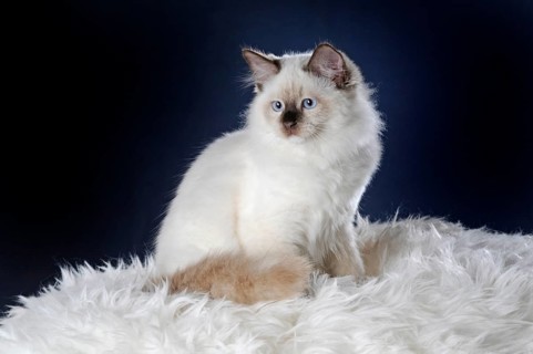 Ragdoll