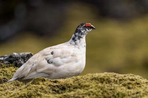 Rock Ptarmigan (Lagopus muta)