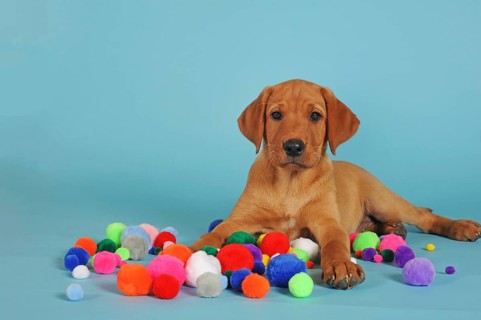 Labrador Retriever