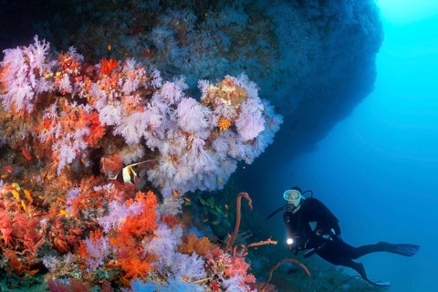 Diver views overhang densely overgrown with Soft corals (Alcyonacea)