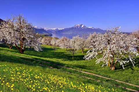 Cherry trees (Prunus) in bloom at Kussnacht am Rigi