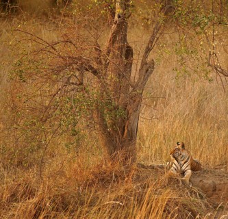 Bengal tiger (Panthera tigris tigris)