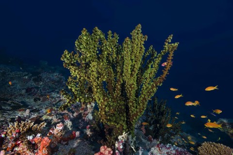 Black Sun Coral (Tubastraea micranthus)