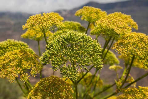 Yellow flowering giant fennel (Ferula communis)