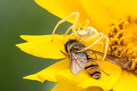 Goldenrod crab spider (Misumena vatia) with prey