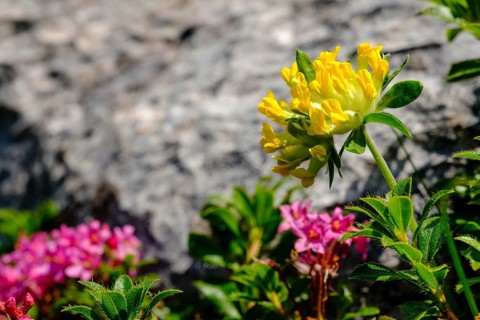 Alpine kidneyvetch (Anthyllis vulneraria alpestris)