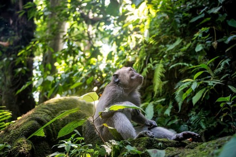 Crab-eating macaque (Macaca fascicularis)