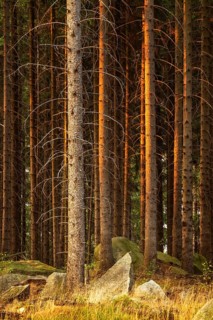 Spruce forest with rocks in the last light of the evening sun