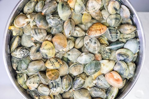 Clams in water in a silver bowl